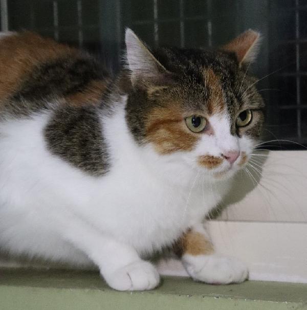 BRUSCHETTA, micia timidina Foto 3